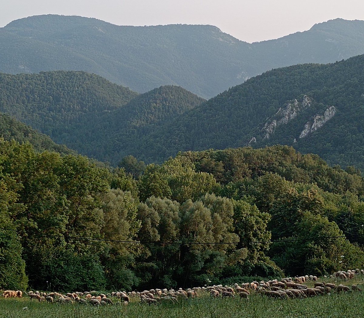 Som només una illa dins la immensitat d'un oceà de bosc deixat, abandonat i que avança més i més. 
És la conseqüència de la nefasta política agrària nostrada.
Quan cremem no serà culpa del canvi climàtic, ni de cap onada de calor. I és que estem governats per piròmans.