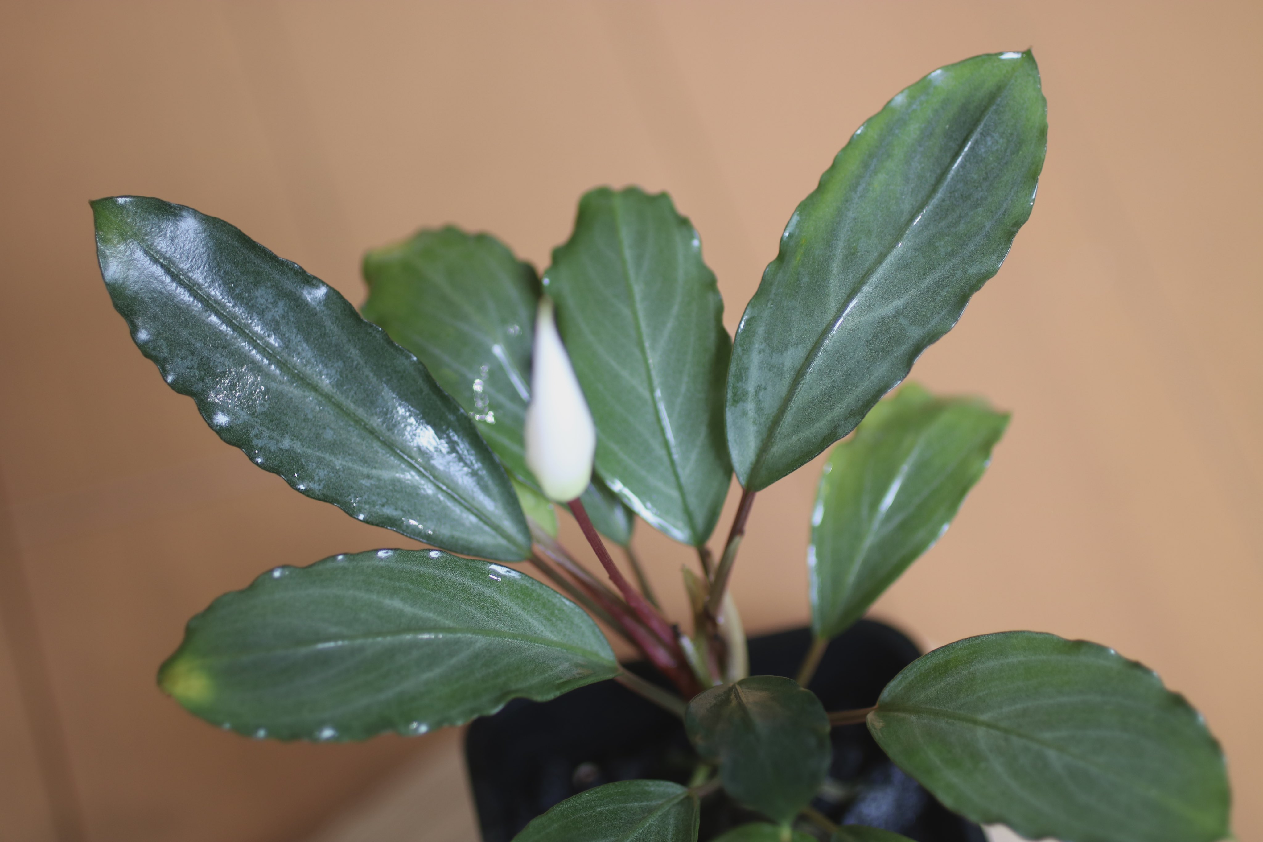 IZUさん　Bucephalandra sp. Motleyana IZUさん Bucephalandra sp. Motleyana