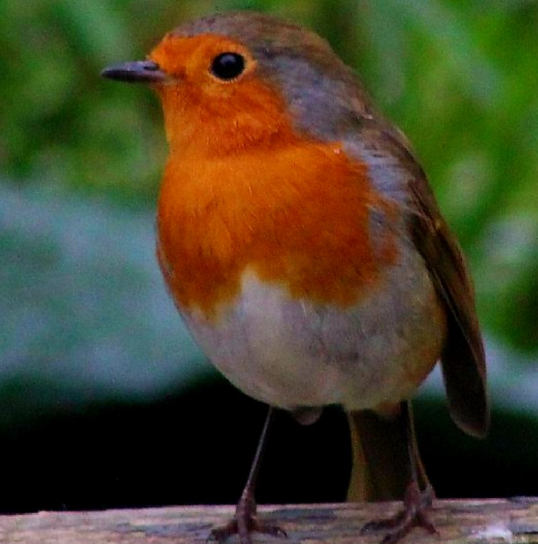 Borders Dexy (@dexysrun) on Twitter photo Happy Sunday from our resident Robin😊
<a href="/Natures_Voice/">RSPB</a> <a href="/birdingplaces/">Birdingplaces</a> <a href="/RSPBScotland/">RSPB Scotland</a>
#BirdsOfTwitter #BirdsSeenIn2025 #NatureBeauty #birdwatching <a href="/Britnatureguide/">The British Nature Guide</a>
#TwitterNatureCommunity #BirdsUp
<a href="/RSPBbirders/">RSPB Birders</a> <a href="/wildbirdtrust/">The Wild Bird Trust</a> <a href="/BirdGuides/">BirdGuides</a>
<a href="/NatureScot/">NatureScot</a> #sundayvibes #Robin Happy Sunday from our resident Robin😊
<a href="/Natures_Voice/">RSPB</a> <a href="/birdingplaces/">Birdingplaces</a> <a href="/RSPBScotland/">RSPB Scotland</a>
#BirdsOfTwitter #BirdsSeenIn2025 #NatureBeauty #birdwatching <a href="/Britnatureguide/">The British Nature Guide</a>
#TwitterNatureCommunity #BirdsUp
<a href="/RSPBbirders/">RSPB Birders</a> <a href="/wildbirdtrust/">The Wild Bird Trust</a> <a href="/BirdGuides/">BirdGuides</a>
<a href="/NatureScot/">NatureScot</a> #sundayvibes #Robin