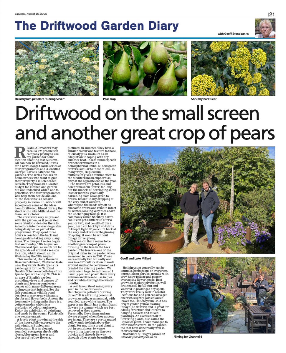 This week's gardening feature in <a href="/brightonargus/">Brighton Argus</a>  in print! geoffstonebanks.co.uk/argus/16aug202… <a href="/NGSOpenGardens/">National Garden Scheme</a> <a href="/SussexNGS/">SussexNGS</a> #sussex #gardening