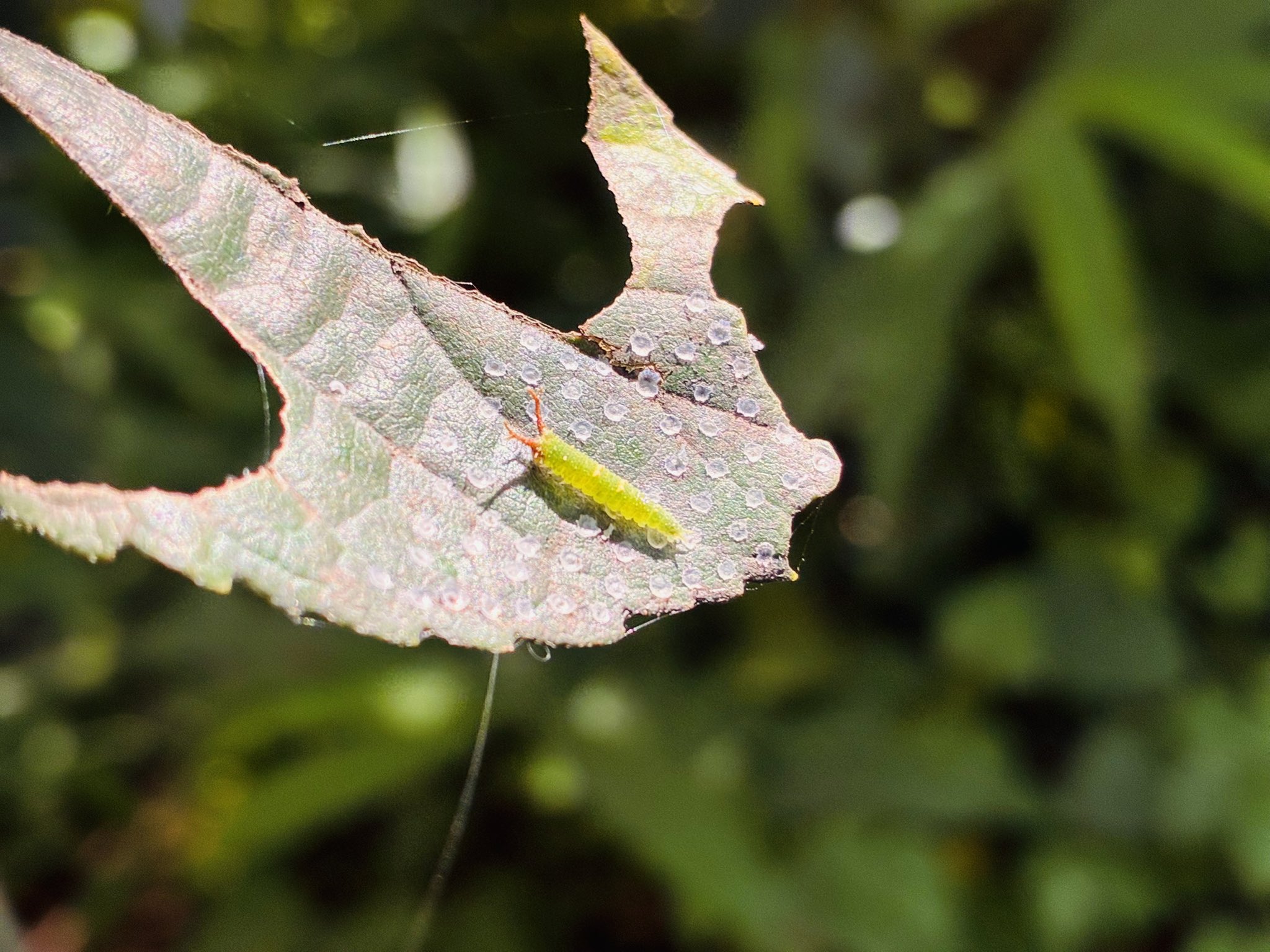 オオムラサキのむーちゃん - Search / X