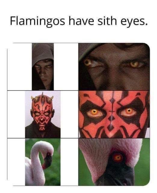 SWCultureLive's tweet photo. I think that Flamingo is a Sith Lord. 🦩👀 https://t.co/wijVDGFj0H