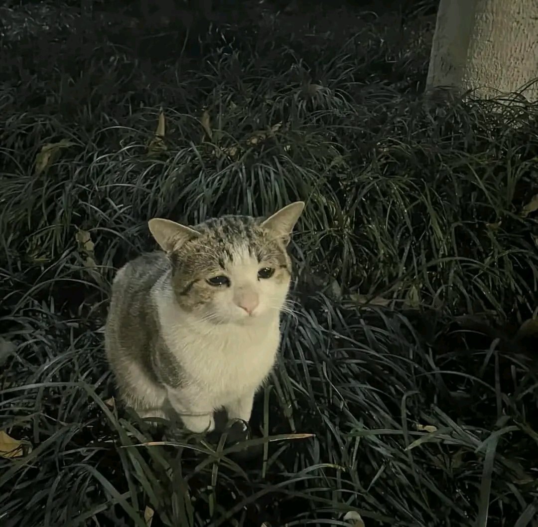 La neta
Aunque use al mono más roto del juego, honestamente siento que ya no juego tan bien, mis resultados no son los de antes, aparte no tengo tantas chances de tocar el juego ya que el trabajo no lo permite tanto
No sé si lo mejor sea grindear o de plano ggs a Smash :(