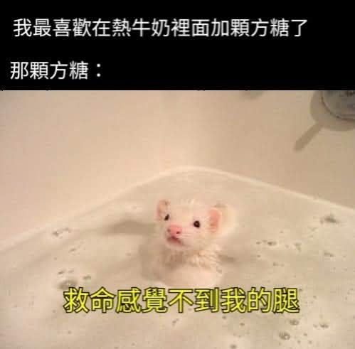 🐹 Hammie (@hammie0hammie) on Twitter photo 