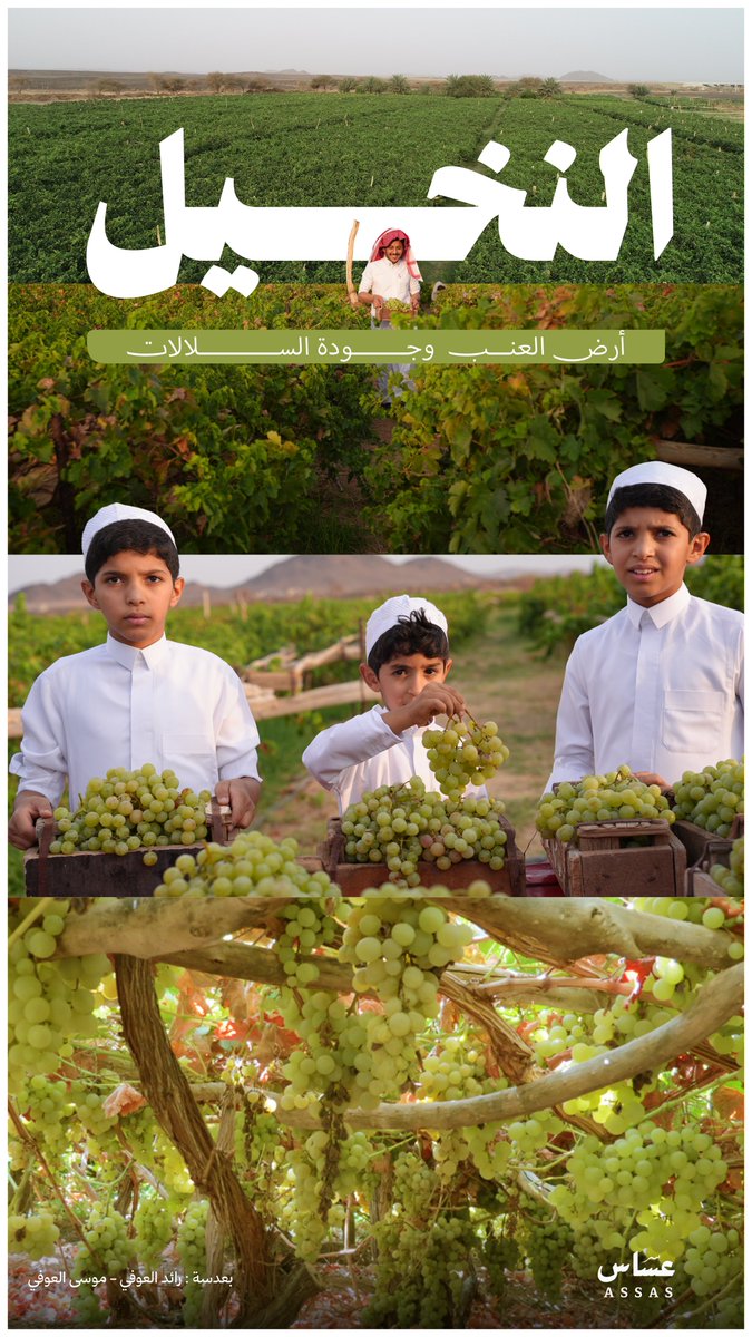 #النخيل.. أرض العنب وجودة السلالات 🍇🌿
أرض الإرث الزراعي الأصيل، وجذور الخير الممتدة عبر السنين.

#مهرجان_العنب_الأول