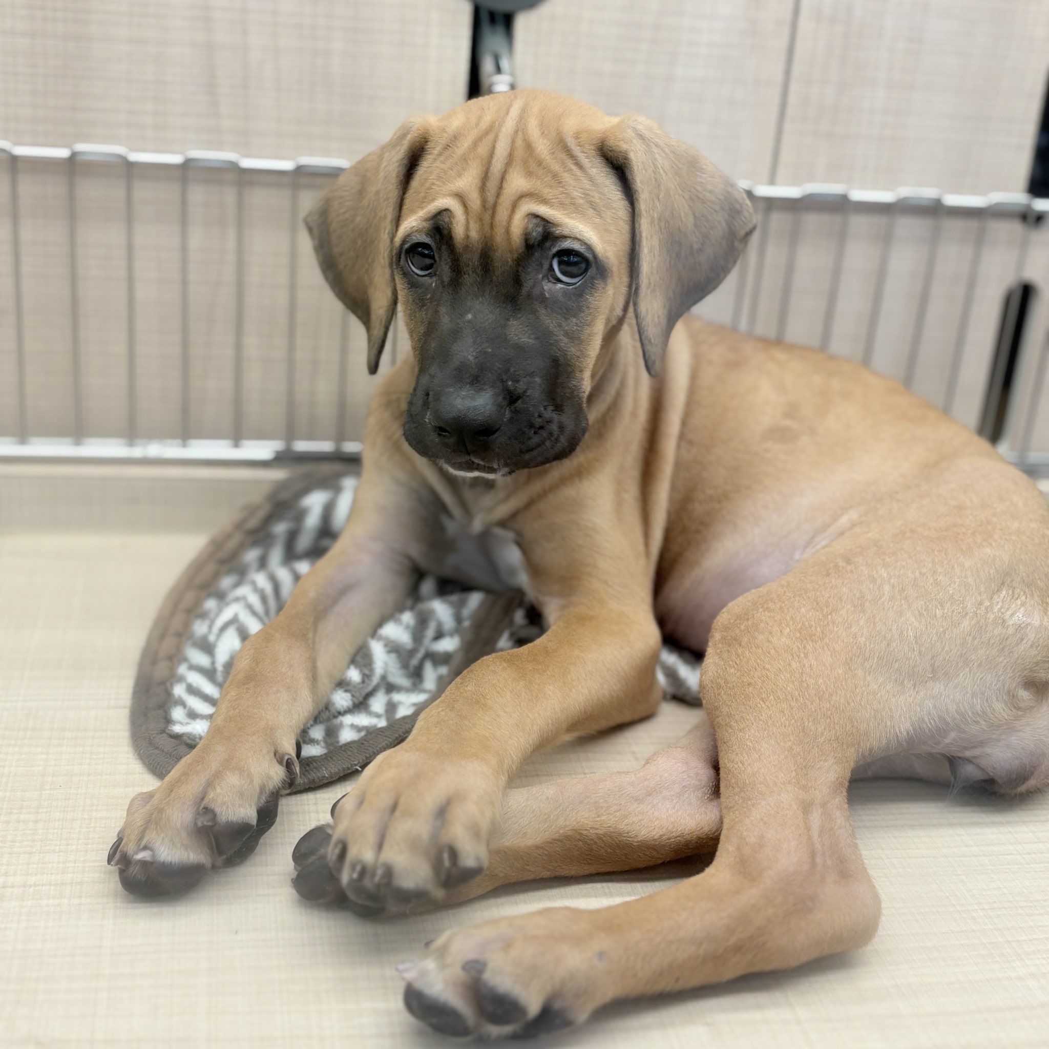 ヤチコダルマ　土佐犬抱っこ ヤチコダルマ 土佐犬抱っこ