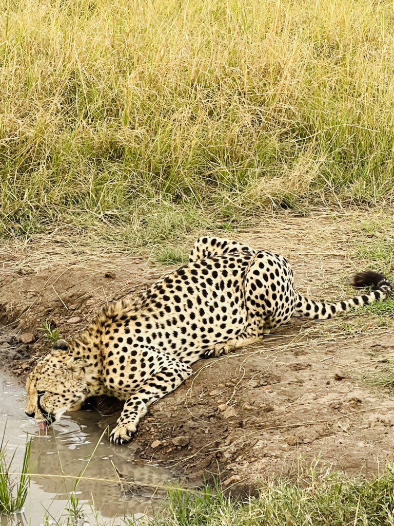 Mara Mzuri . Day 3 of 5 in maasai Mara National reserve