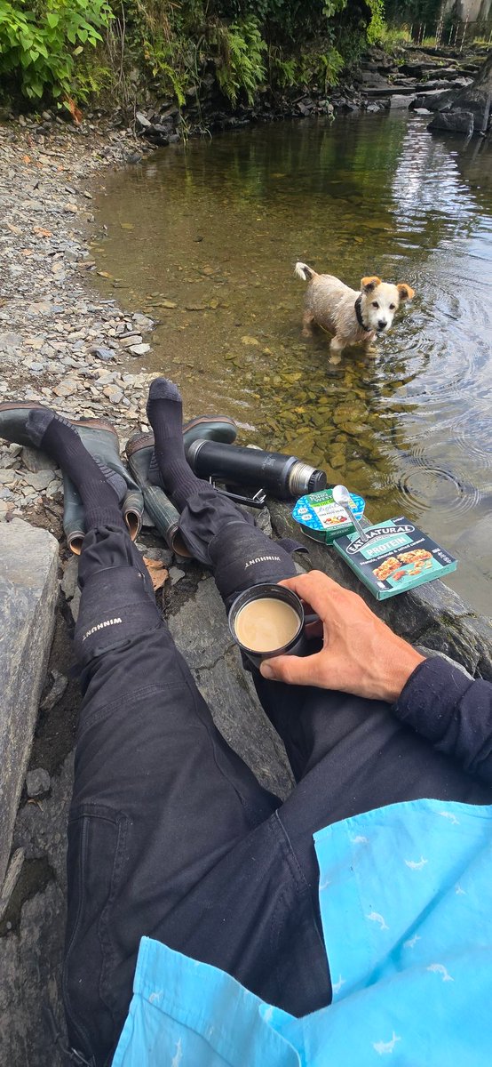 Climbing on boulders and fallen tree' and swimming,they are Tillys most favourite things , a Splish splash in the River Teifi on friday for the Tills 💦🐾