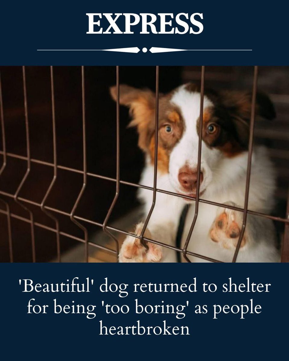 We don’t deserve dogs