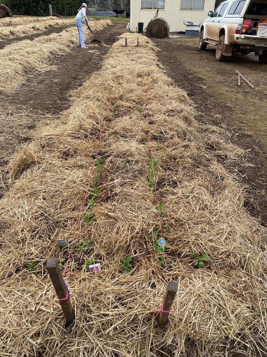 Stubble management is a bit of an issue!