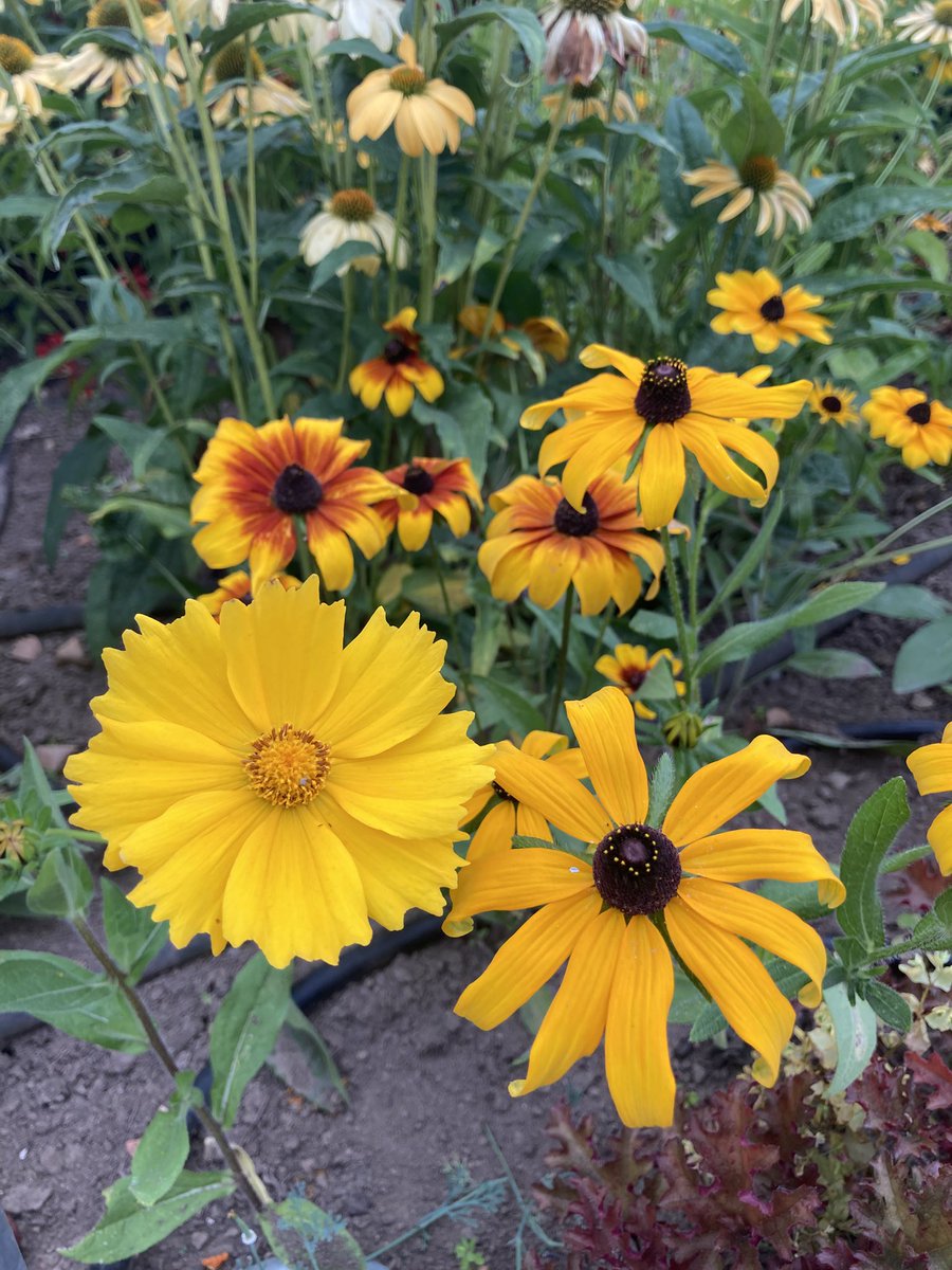 Have a lovely Sunday #SundayYellow