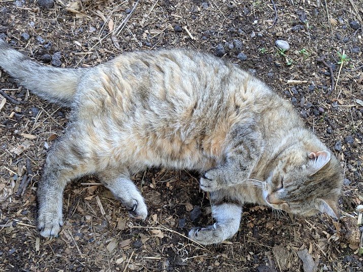 (Janet)

 I haven't done a Flop 'n Roll for ages, I'd almost forgotten how much I like them.

It's funny how we get out of the habit of doing things isn't it?