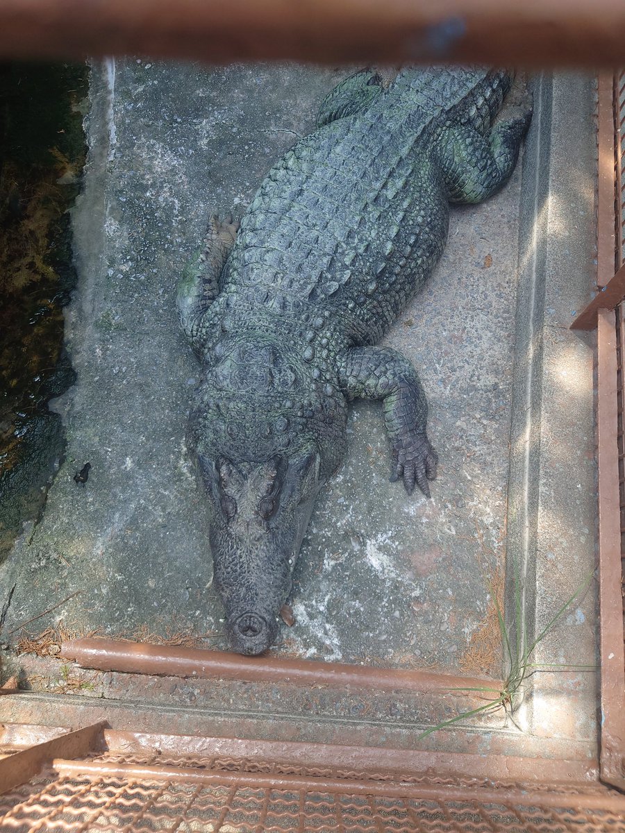 バナナワニ園なのです