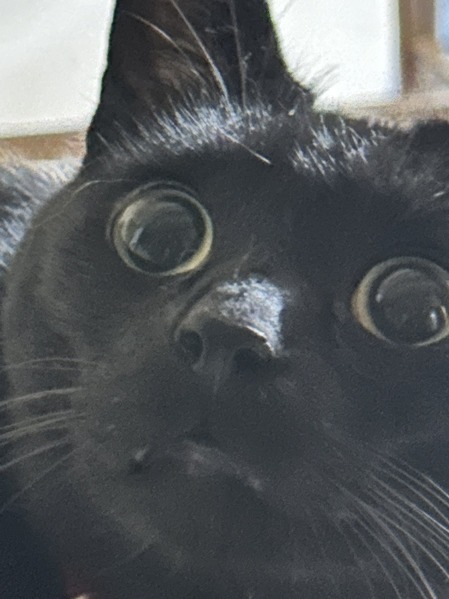 黒猫 on X: 