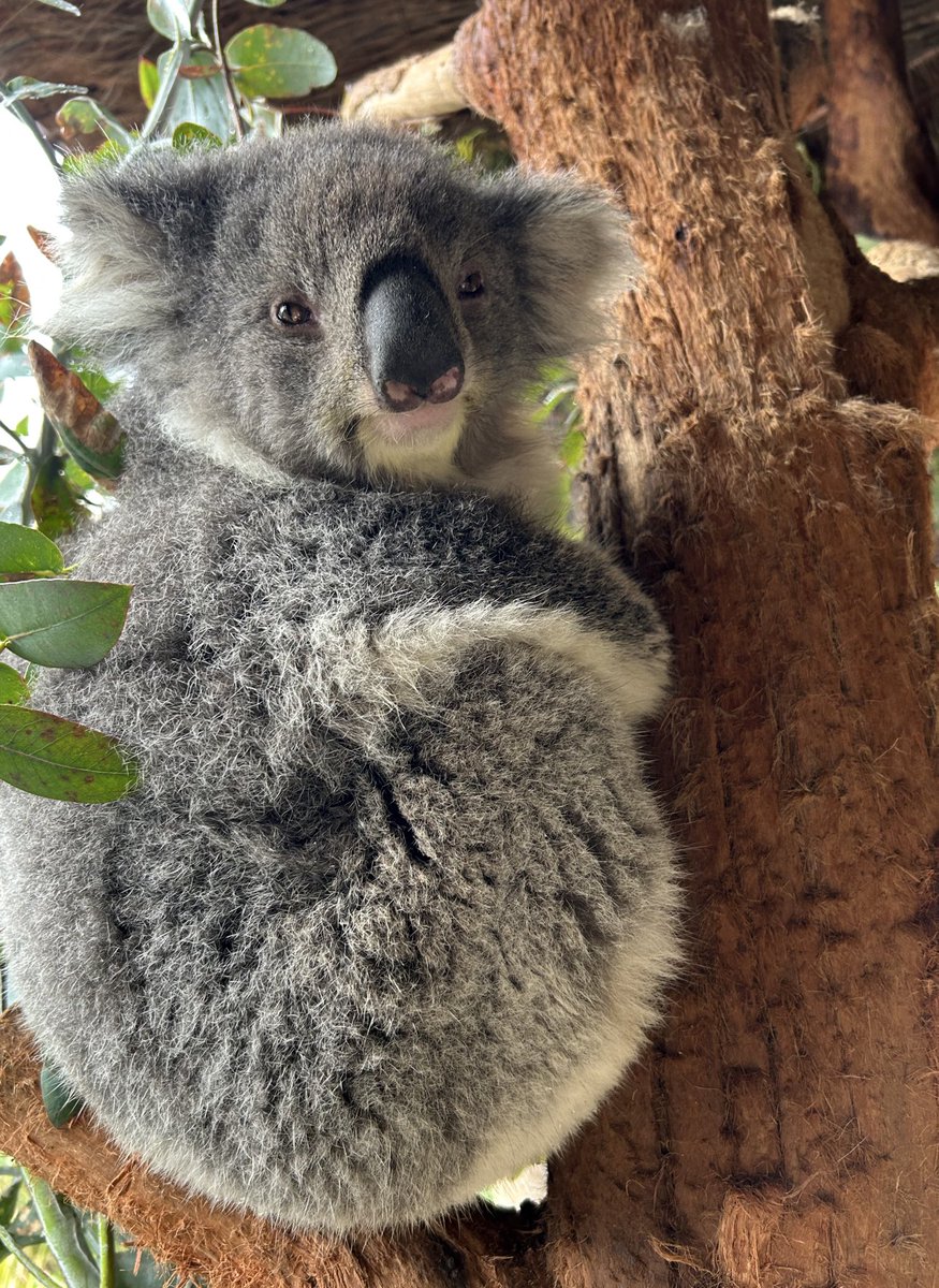 Koala of the Day! 🐨 Poppy 🐨