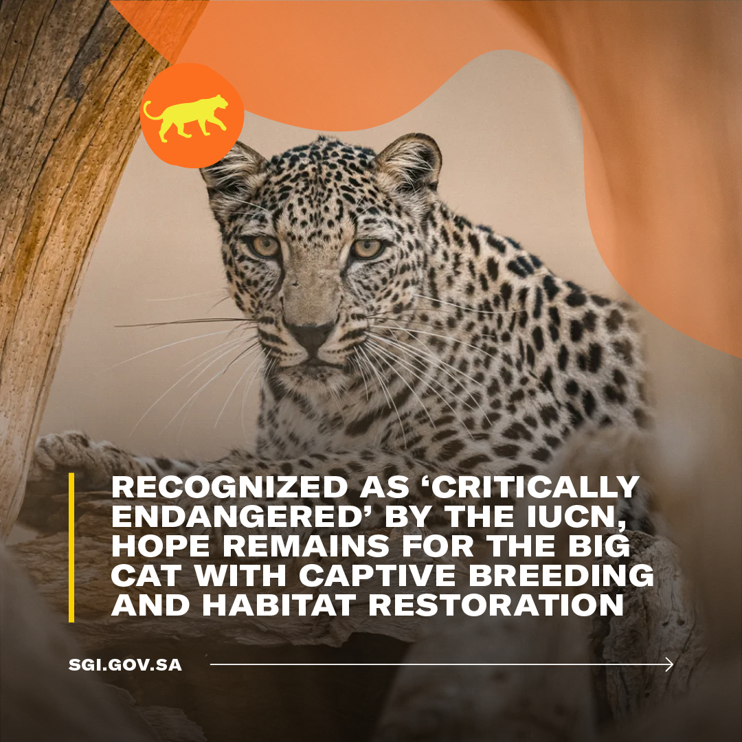 SGISaudi's tweet photo. Could the critically endangered #ArabianLeopard once again prowl its native lands? 🐆

Swipe 👉 to see how Saudi Arabia is leading the comeback of the big cat.