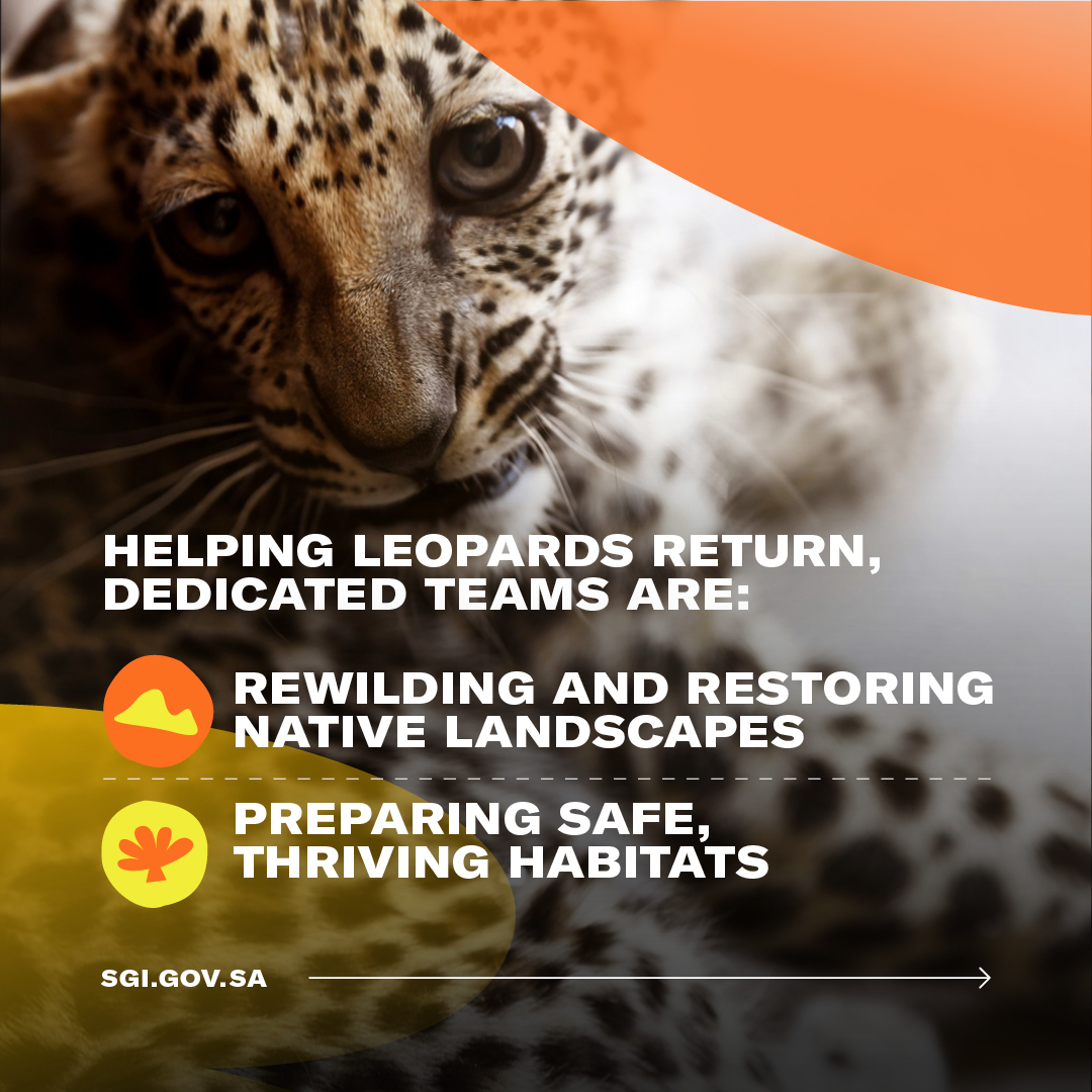 SGISaudi's tweet photo. Could the critically endangered #ArabianLeopard once again prowl its native lands? 🐆

Swipe 👉 to see how Saudi Arabia is leading the comeback of the big cat.