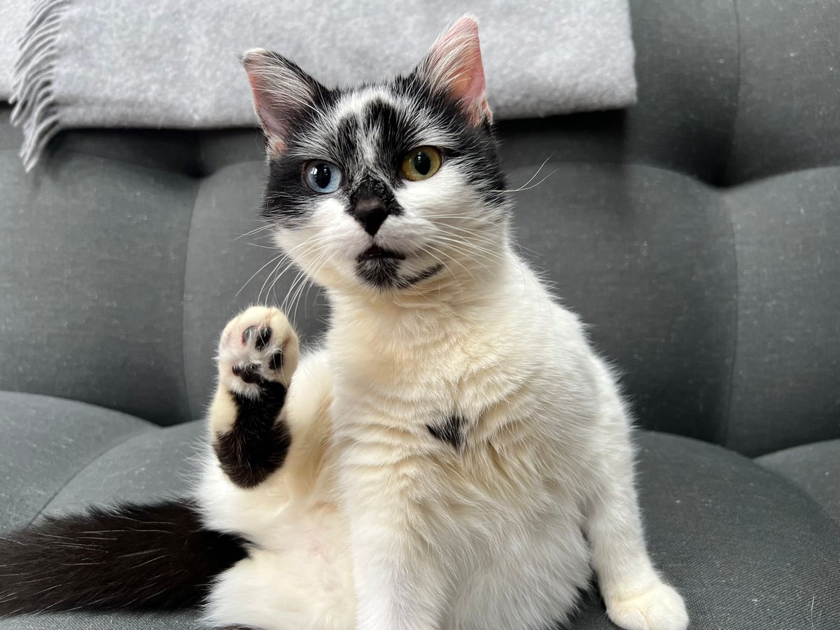 Breaking 🚨 We have been fostering beautiful Ginny for a while and will be adopting her very soon. She can’t wait to meet you all and enjoy her first #Nipfest2025 and join #Hedgewatch We’d like to thank fab Nikki  <a href="/Ted_E_kins/">🧡Ted🧡</a>  for all her help ❤️ 
From ragamuffin  to princess 👑