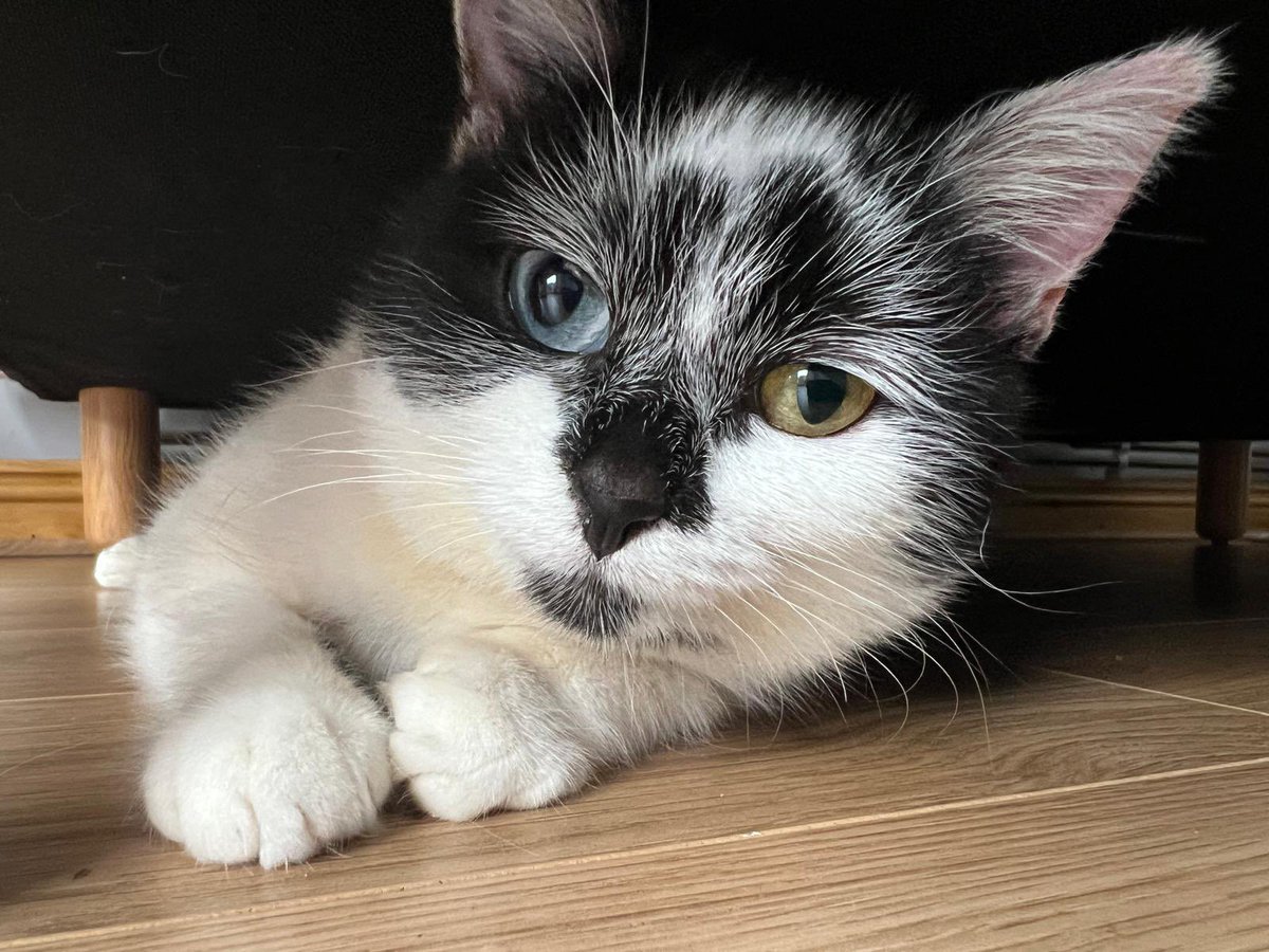 Ginny, Alfie 🌈 and Poppy 🌈 tweet media