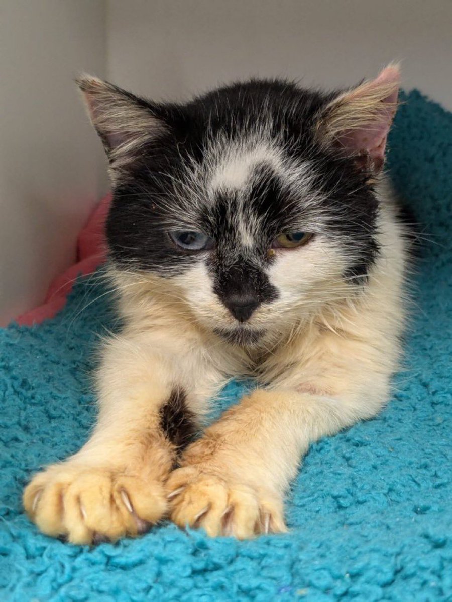 Ginny, Alfie 🌈 and Poppy 🌈 tweet media