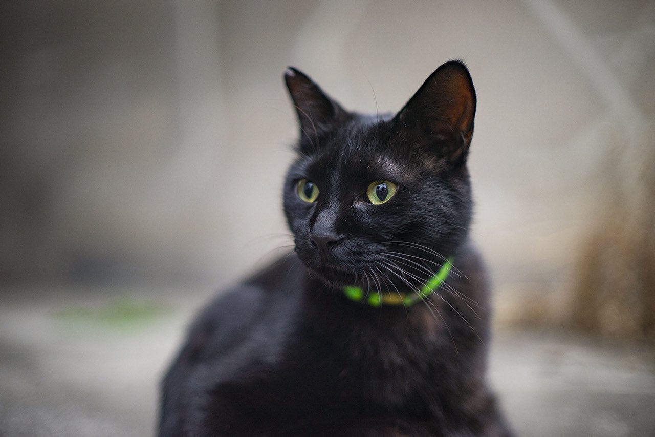 黒猫 TokyoPride2025限定 招き猫 黒 【会場限定販売】 – TOKYO