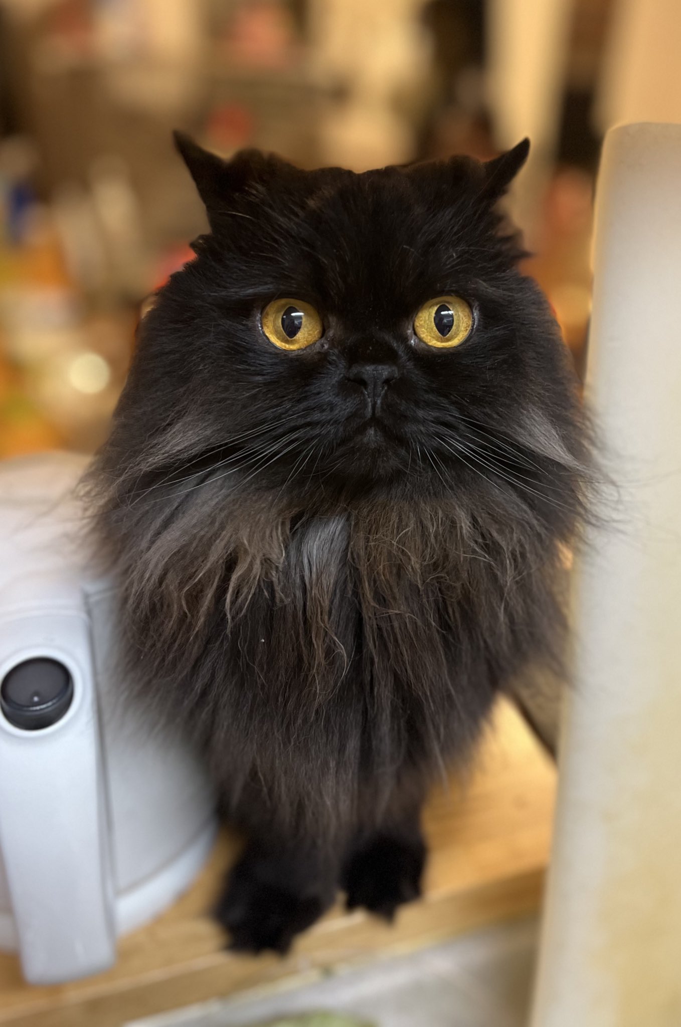 幸猫 Amazon.co.jp: JXK Studio 1/6 ネコ フィギュア 猫 モデル 置物