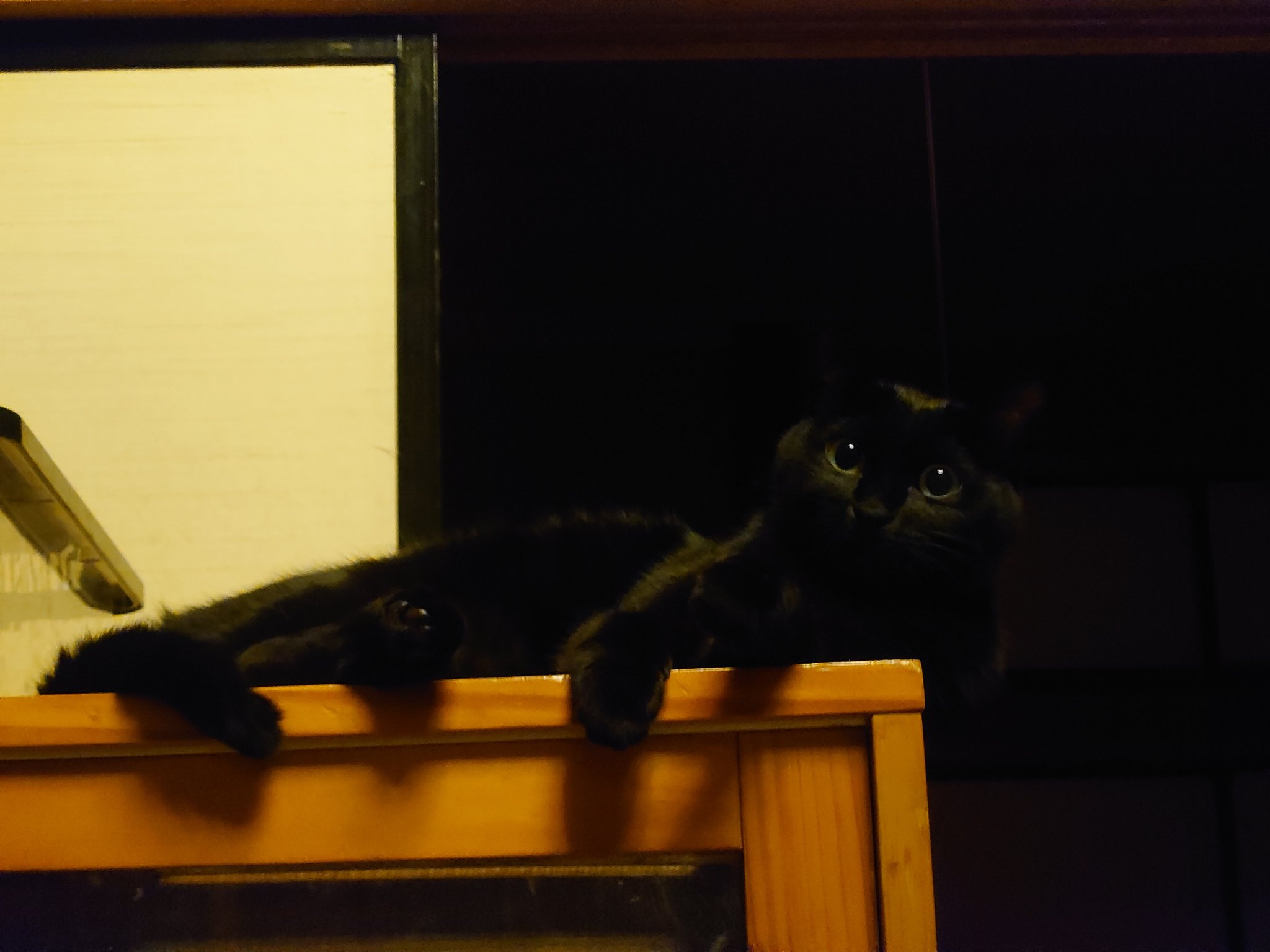 くろねこ 猫屋敷シロ on X: 