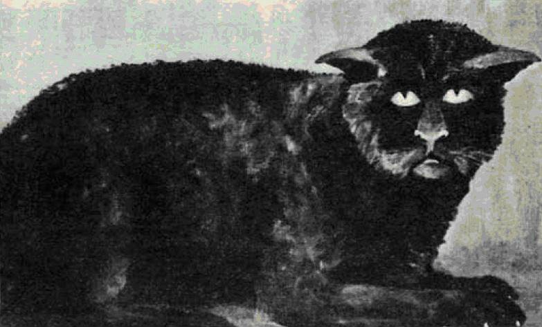 lorraineelizab6's tweet photo. A black cat crossing your path generally a good omen in most parts! But the Black Cat of #Killakee #Dublin is as big as an Alsatian...no normal cat! A small 3 ft man seen turning into the cat! Via @LocalStudies. #BlackCatAppreciationDay #FolkloreSunday 🐈‍⬛ https://t.co/FtmS9amxVb https://t.co/wH7kXh6zme