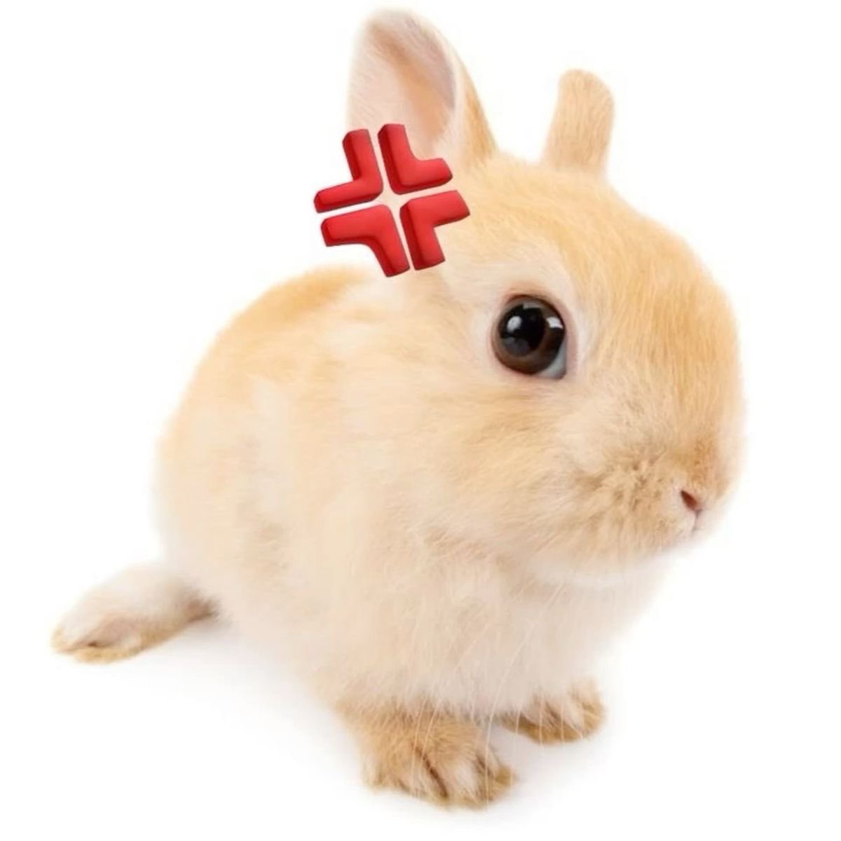 🐰 tweet media