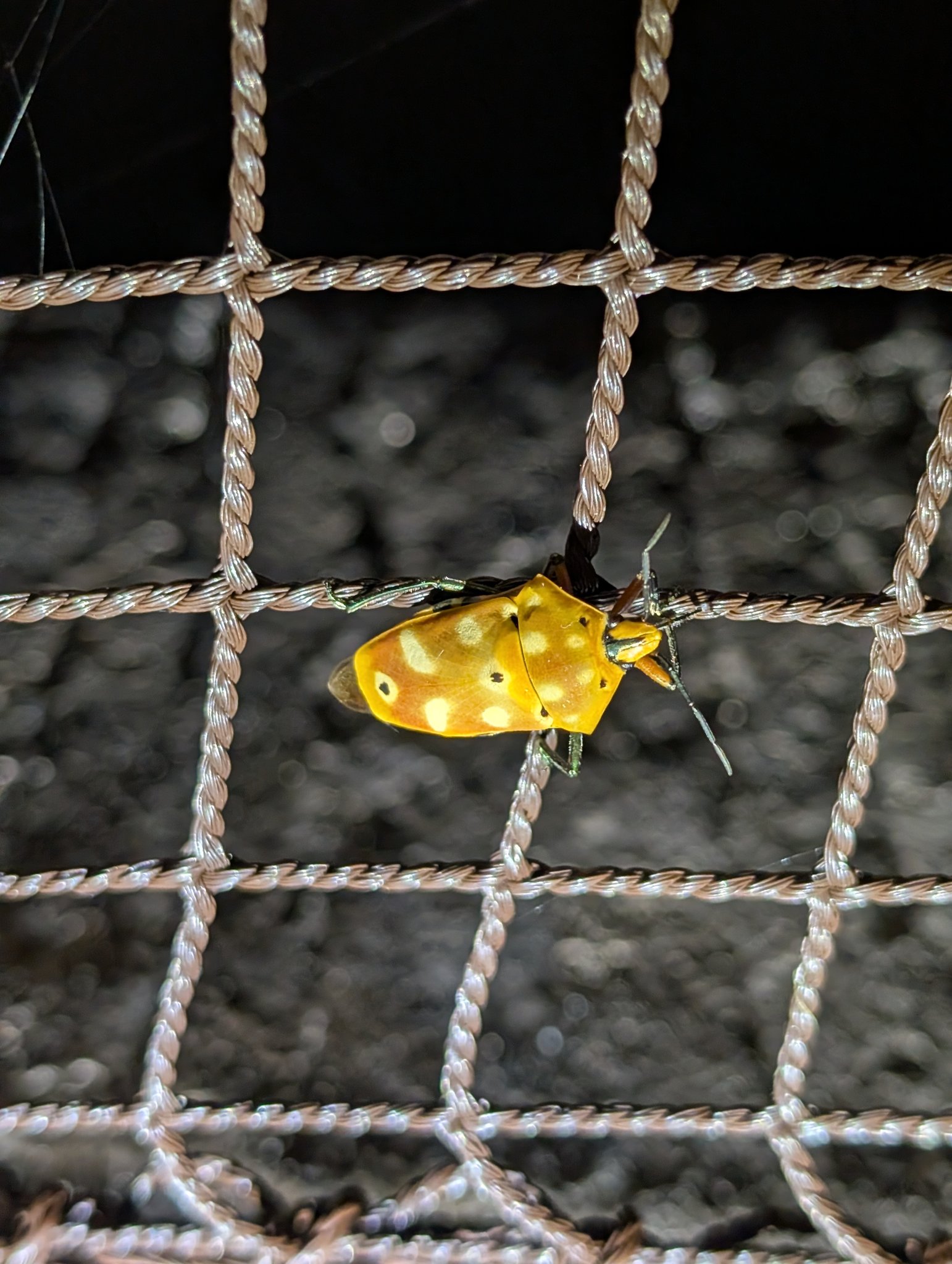 kuma (@KUMA5364) / X