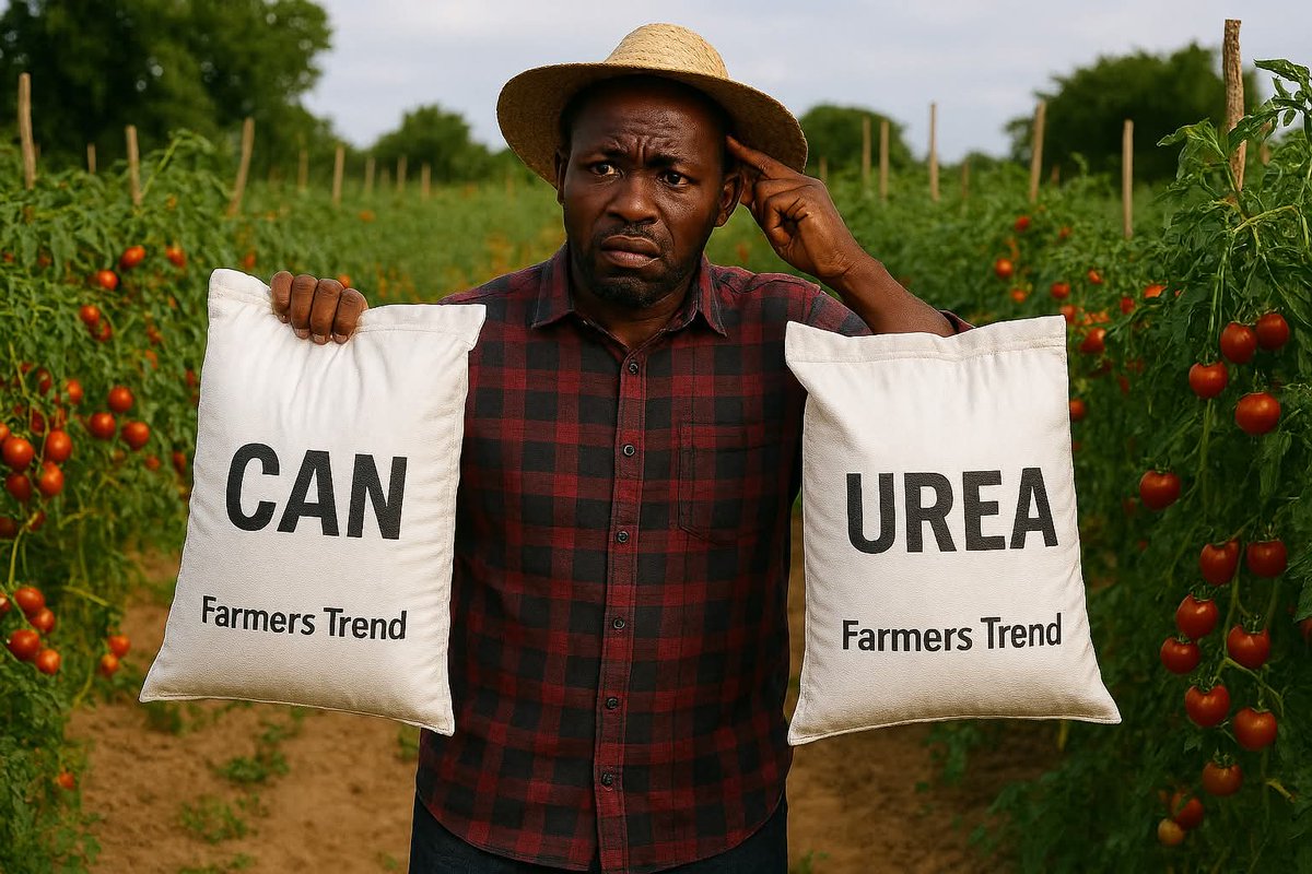 Agronomme_'s tweet image. Farmers! Choosing between CAN &amp;amp; Urea for your vegetables? 

Don’t guess—ask yourself these 4 questions first! 🧵 

#FarmingTips #VegetableFarming