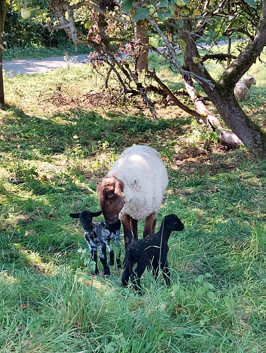 Manu ist eine gute Mami

Maxi &amp; Mäxchen