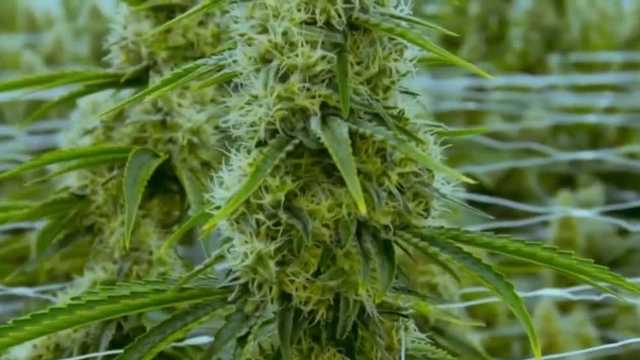 Trump decision on cannabis could influence recreational pot amendment

FLORIDA, USA
"We're looking at it. Some people like it. Some people hate it," President Donald Trump said this week, answering a reporter’s question about whether the president would reclassify marijuana.