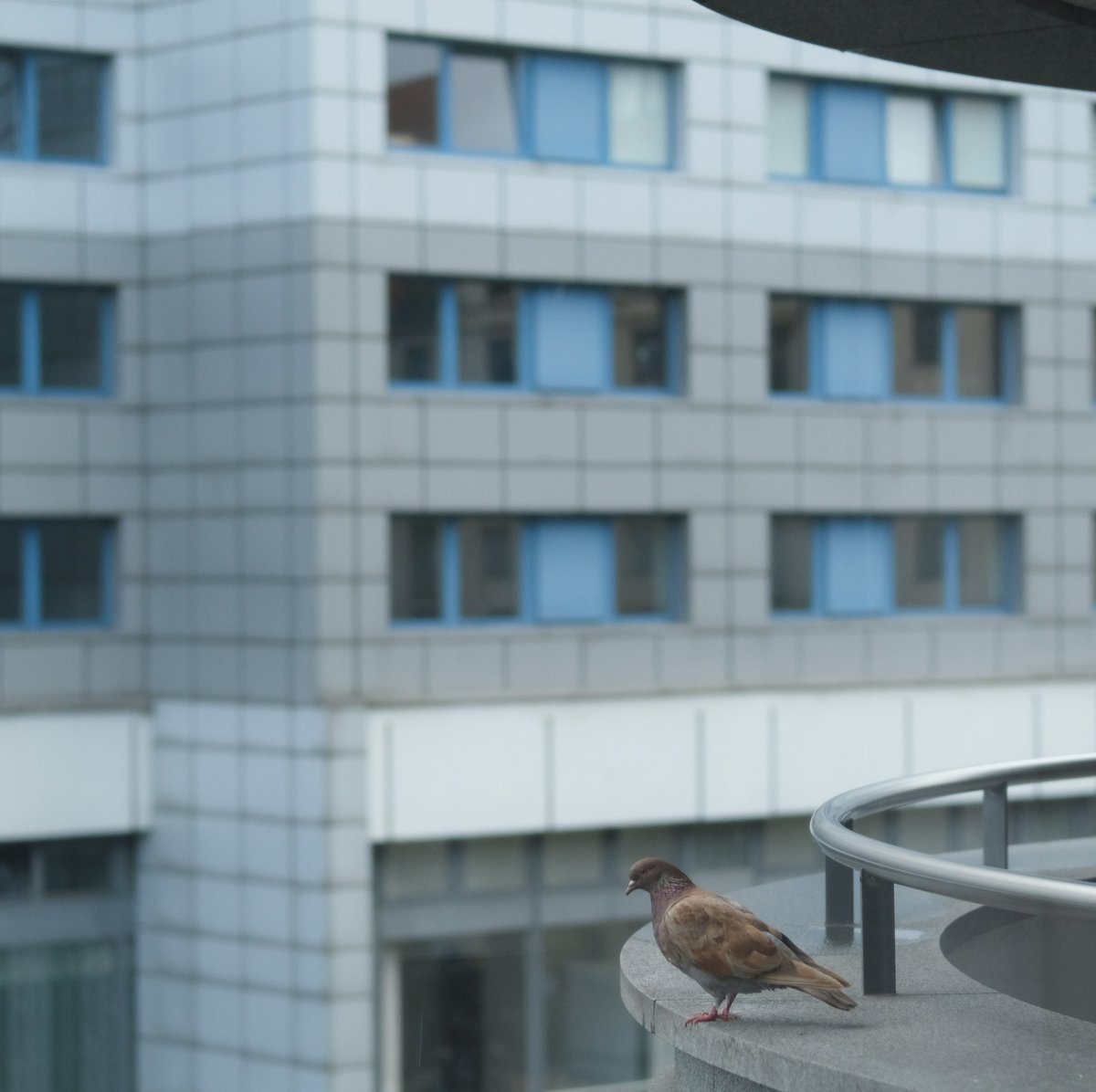 Markus (@strfltm) on Twitter photo ”Free as a bird
It's the next best thing to be
Free as a bird
Home, home and dry
Like a homing bird, I fly
As a bird on wings” #gallery365in2025SundayMusic <a href="/Gallery365photo/">Gallery365photo</a> ”Free as a bird
It's the next best thing to be
Free as a bird
Home, home and dry
Like a homing bird, I fly
As a bird on wings” #gallery365in2025SundayMusic <a href="/Gallery365photo/">Gallery365photo</a>
