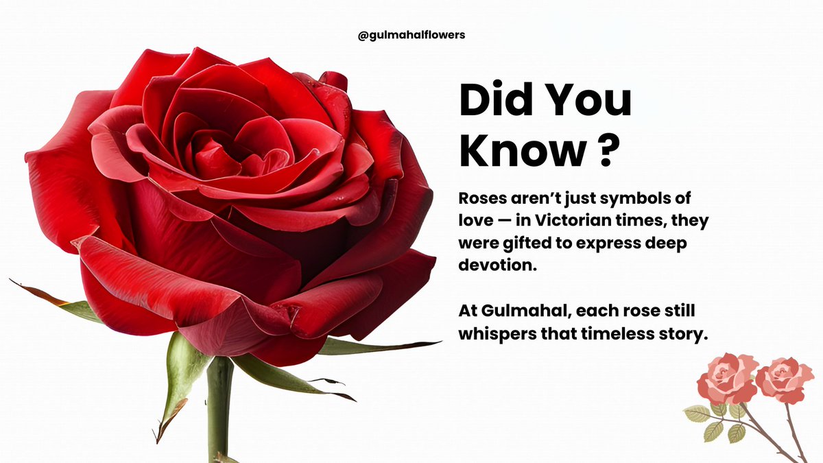 Gulmahalflowers's tweet photo. Did You Know?
Roses aren’t just symbols of love — in Victorian times, they were gifted to express deep devotion.
At Gulmahal, each rose still whispers that timeless story.
#TrueDevotion_BringsHappiness #Gulmahal #HeritageInBloom https://t.co/gLSwjgHm2i
