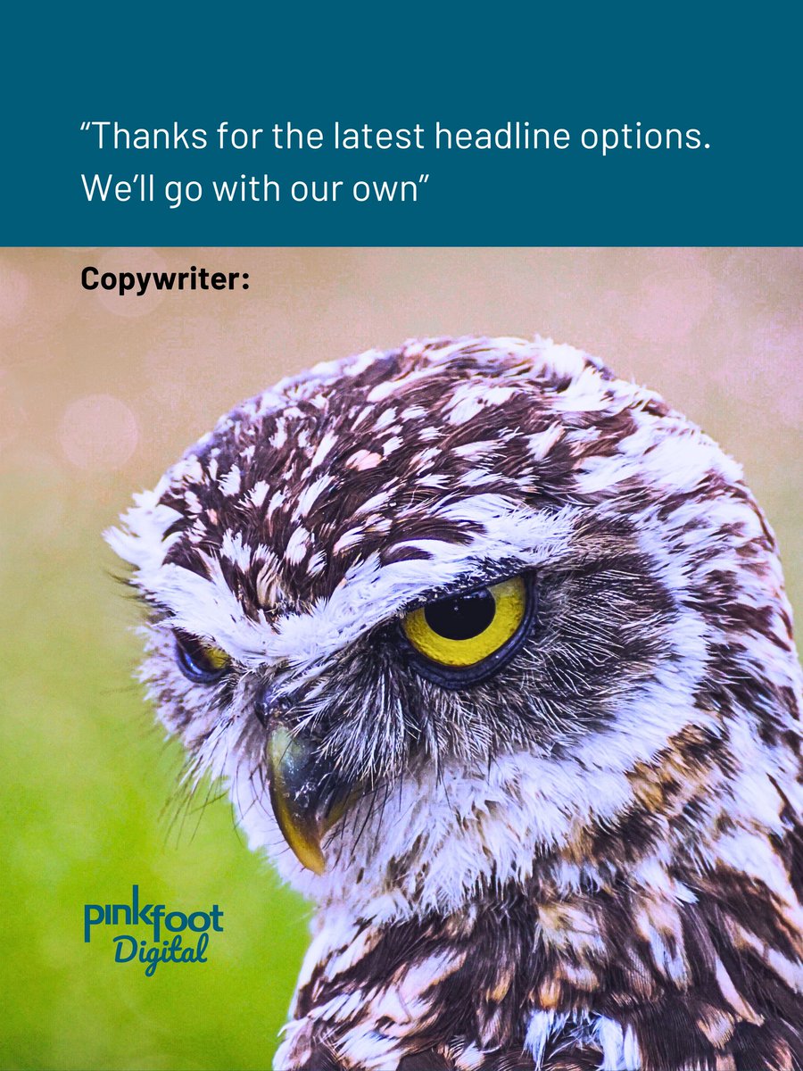 Pinkfoot Digital tweet media