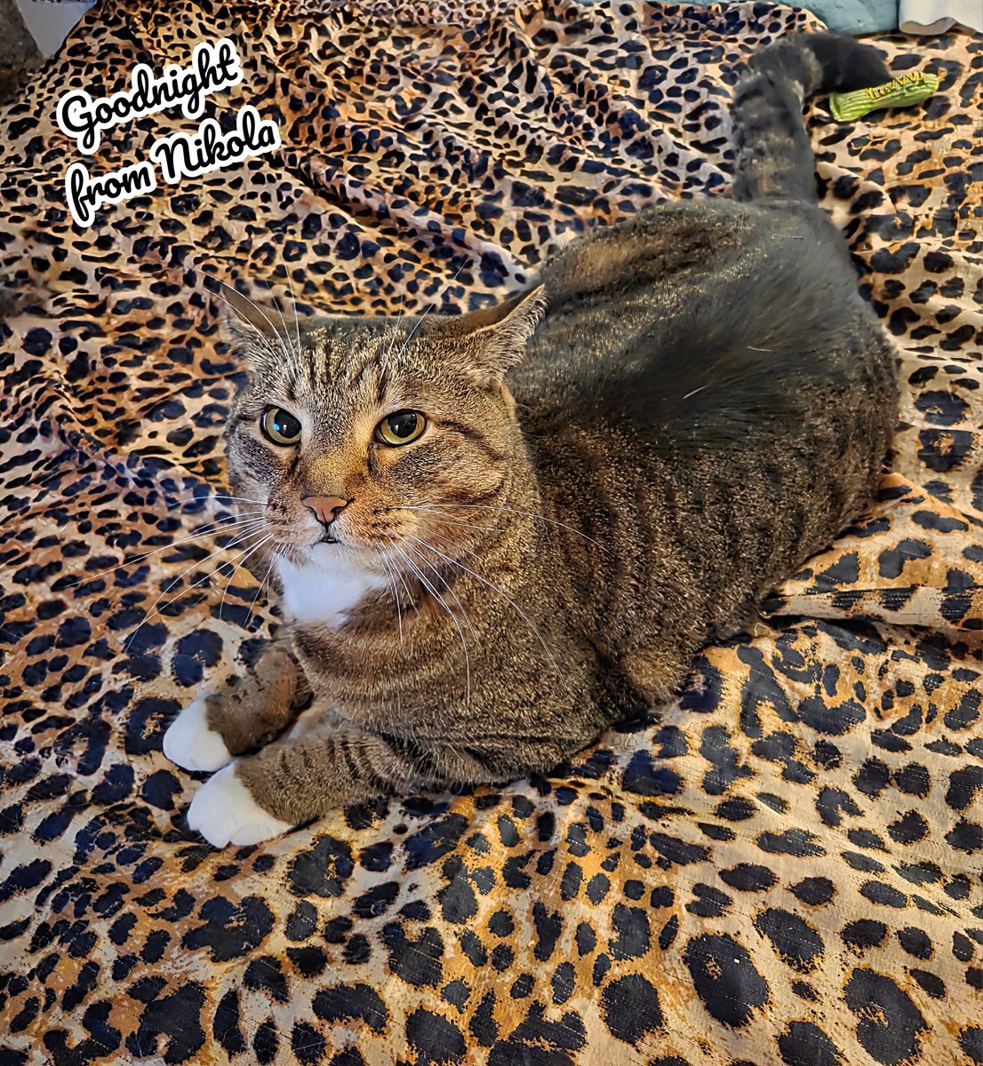 KheftKaligari's tweet photo. Goodnight from Nikola π #TabbyLife #CatsOfVancouver #CatsOfKitsilano #RescueCat #VOKRAalumni #IndoorCat #CatsAreFamily https://t.co/9imbGxPMEY