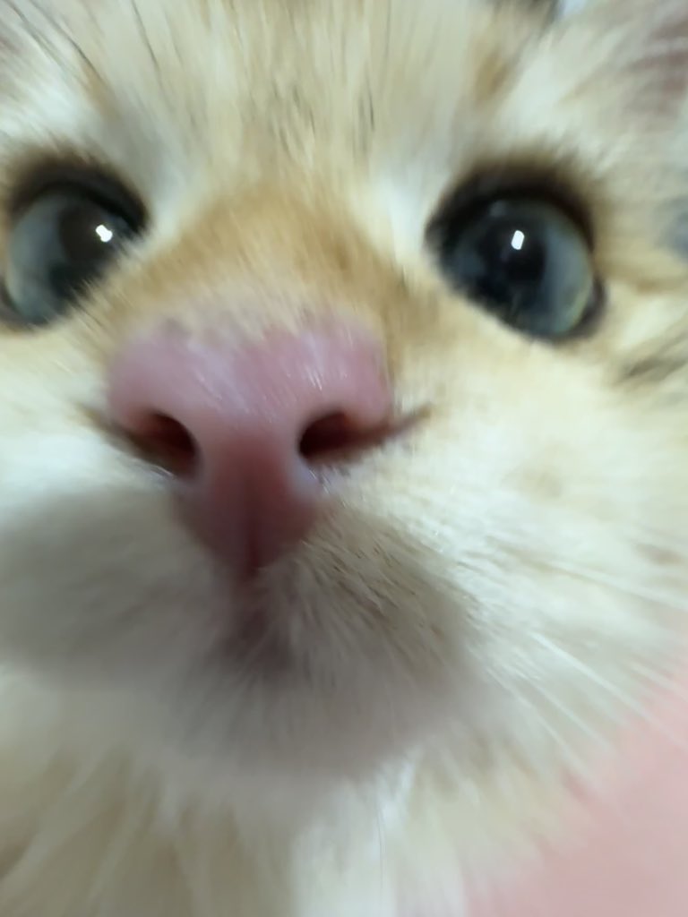小树口袋 tweet media