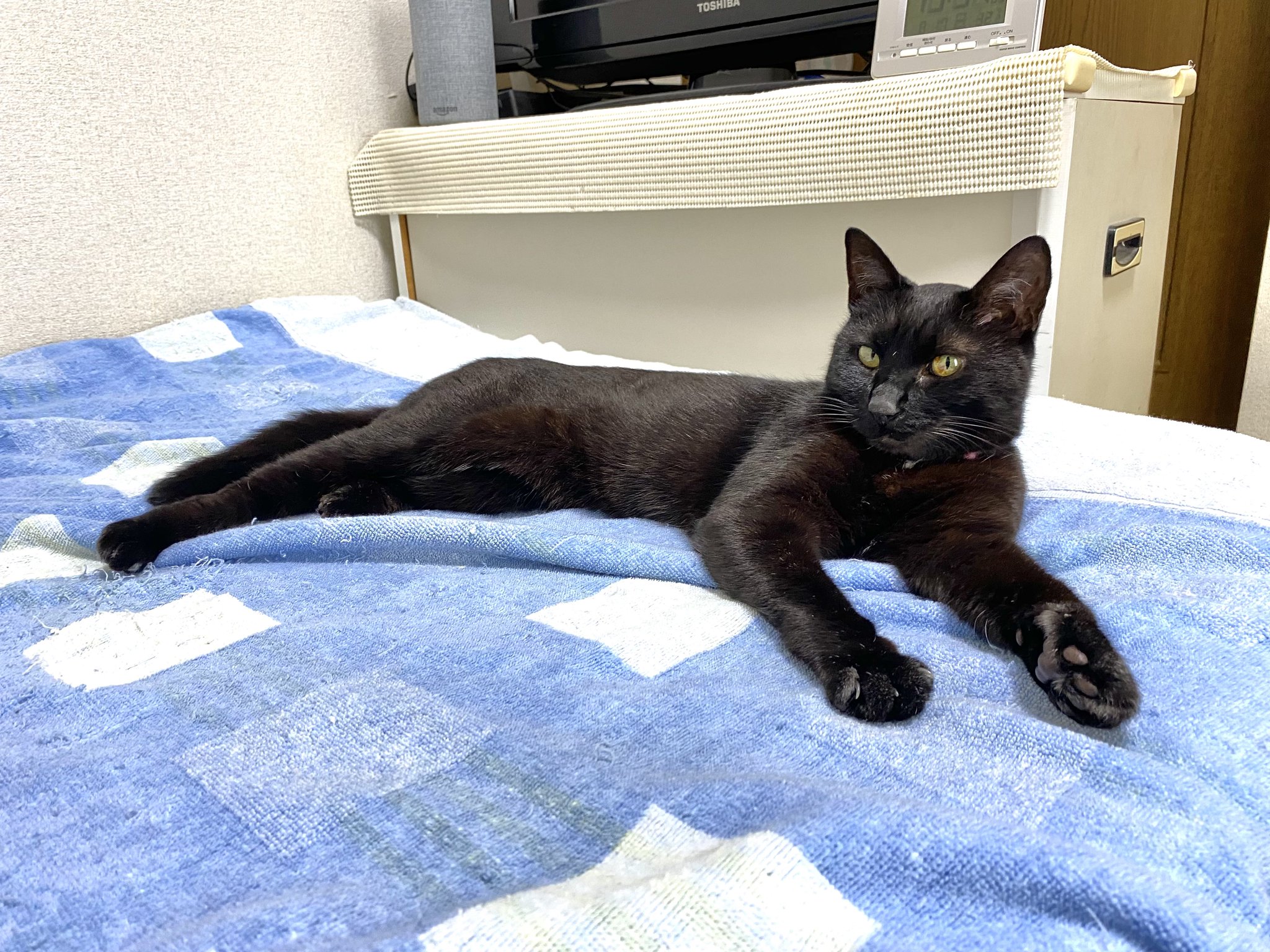 食べちゃう(黒猫) まちゃ on X: 