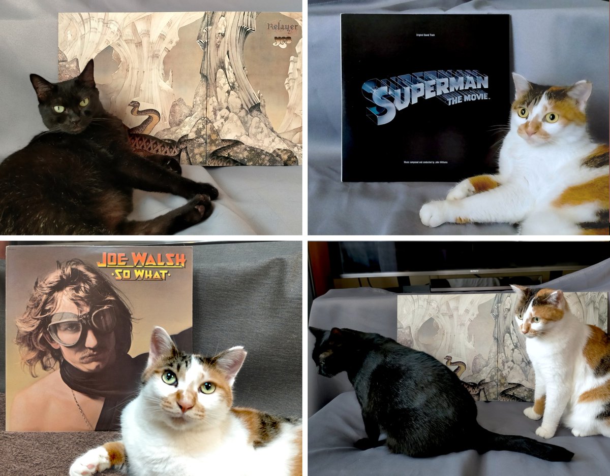#猫とレコード
今週のアウトテイク

選外の理由
左上：ヘビをよける猫みたいになった
右上：思いのほかファンシーになった
左下：とぼけ顔のレベルが高すぎた
右下：ただの猫集合写真だった

今週もありがとうございました。
写真の出来は猫まかせで、ゆるゆると続けます🐾

#黒猫 #三毛猫