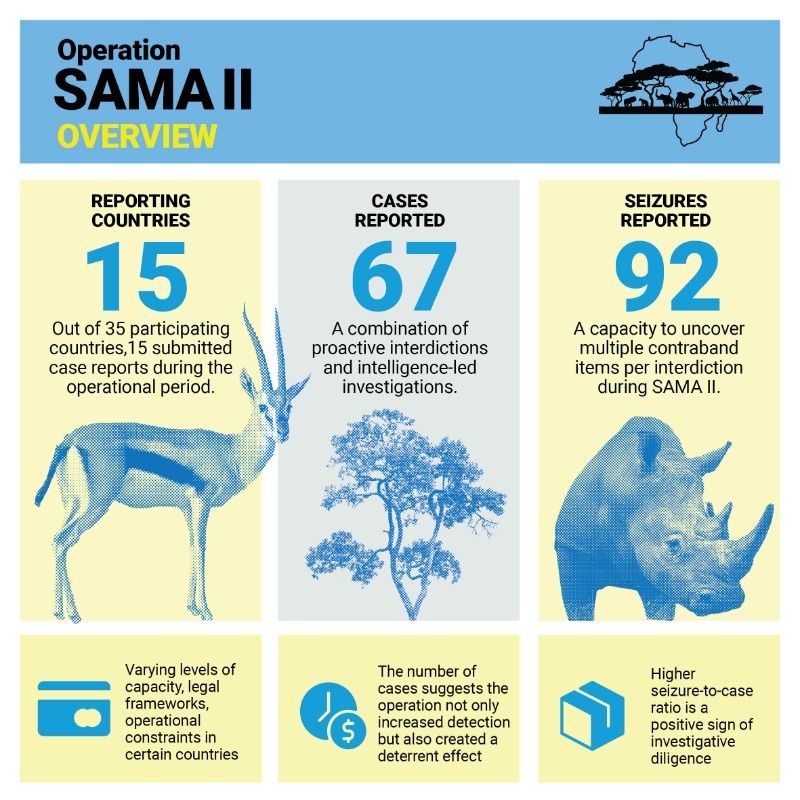 UNGeneva's tweet image. 92 wildlife seizures in 15 African countries exposed sophisticated networks trafficking endangered species and protected timber.

Read how @UNODC and @WCO_OMD work to dismantle these groups through intelligence-led enforcement ⬇️

#EndWildlifeCrime