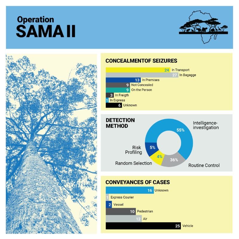UNGeneva's tweet image. 92 wildlife seizures in 15 African countries exposed sophisticated networks trafficking endangered species and protected timber.

Read how @UNODC and @WCO_OMD work to dismantle these groups through intelligence-led enforcement ⬇️

#EndWildlifeCrime