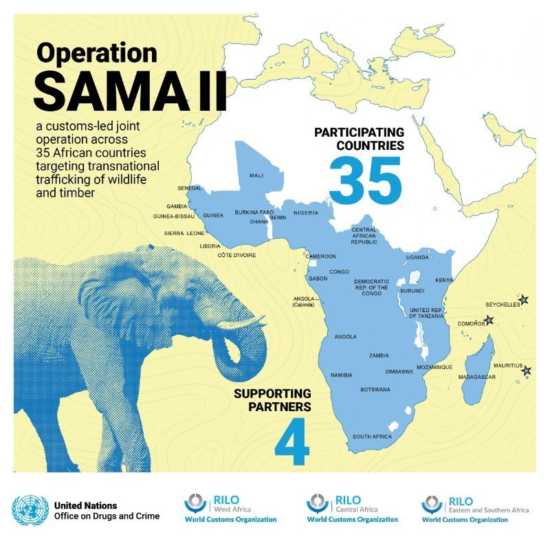 UNGeneva's tweet image. 92 wildlife seizures in 15 African countries exposed sophisticated networks trafficking endangered species and protected timber.

Read how @UNODC and @WCO_OMD work to dismantle these groups through intelligence-led enforcement ⬇️

#EndWildlifeCrime