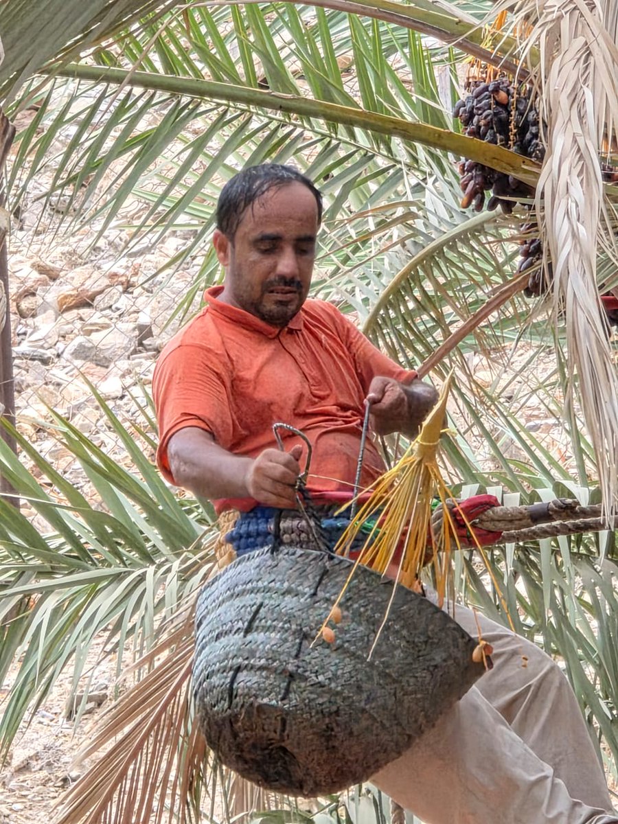 WaleedA47995670's tweet photo. صباح الخيرات والنشاط 🌴 https://t.co/D8Y7GS1GCX