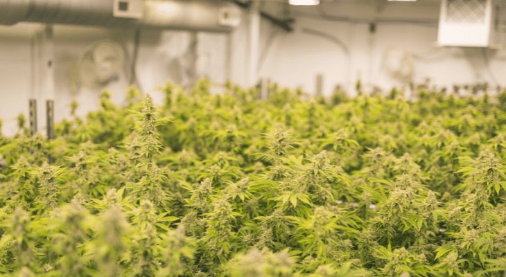Cannabis Cultivators Settle Environmental Protection Lawsuit Over Unlawful Use of Diesel Generators

The civil complaint alleges that CCA operated at least 16, 100–500 kilowatt diesel generators to power refrigeration units storing frozen cannabis. At least one was used for