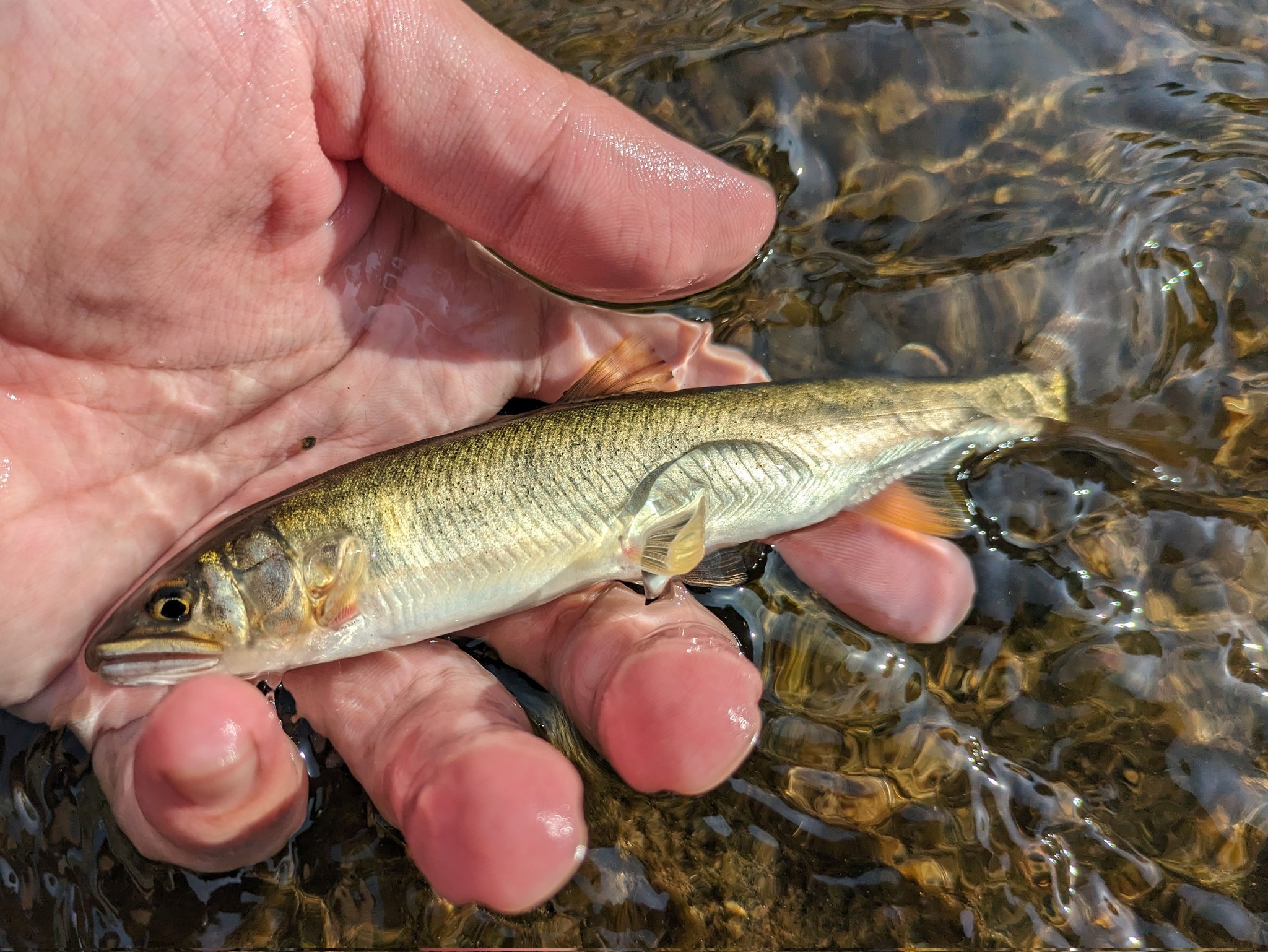 Sugiura【登山・鉱物・魚】 (@b0e36ab4f861483) / X