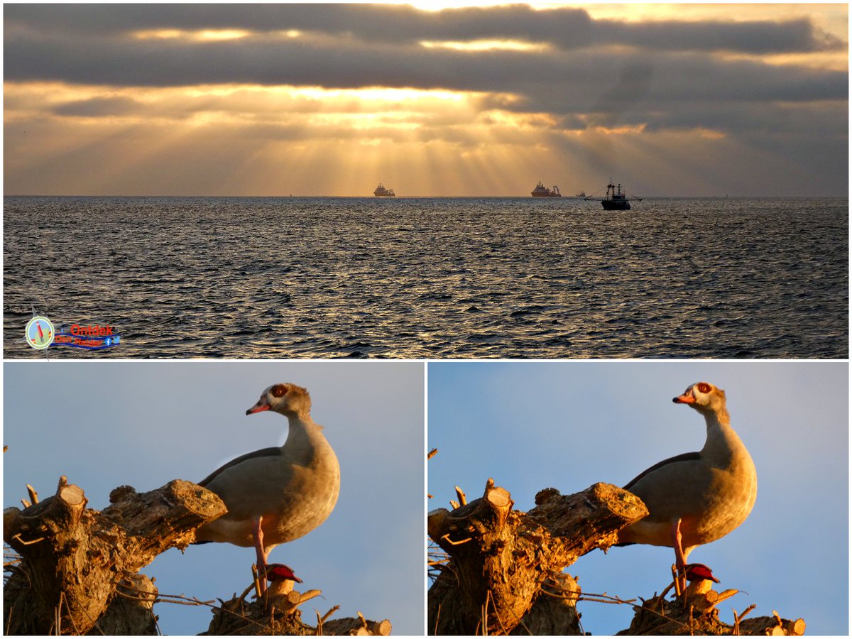 weinig #zon op deze #zondag, al pikt de #nijlgans bij #zonsopkomst nog even een paar straaltjes mee 😊Fijne zondag - #Den_Helder #vogels #birds #sunday #egyptian_goose #sunset