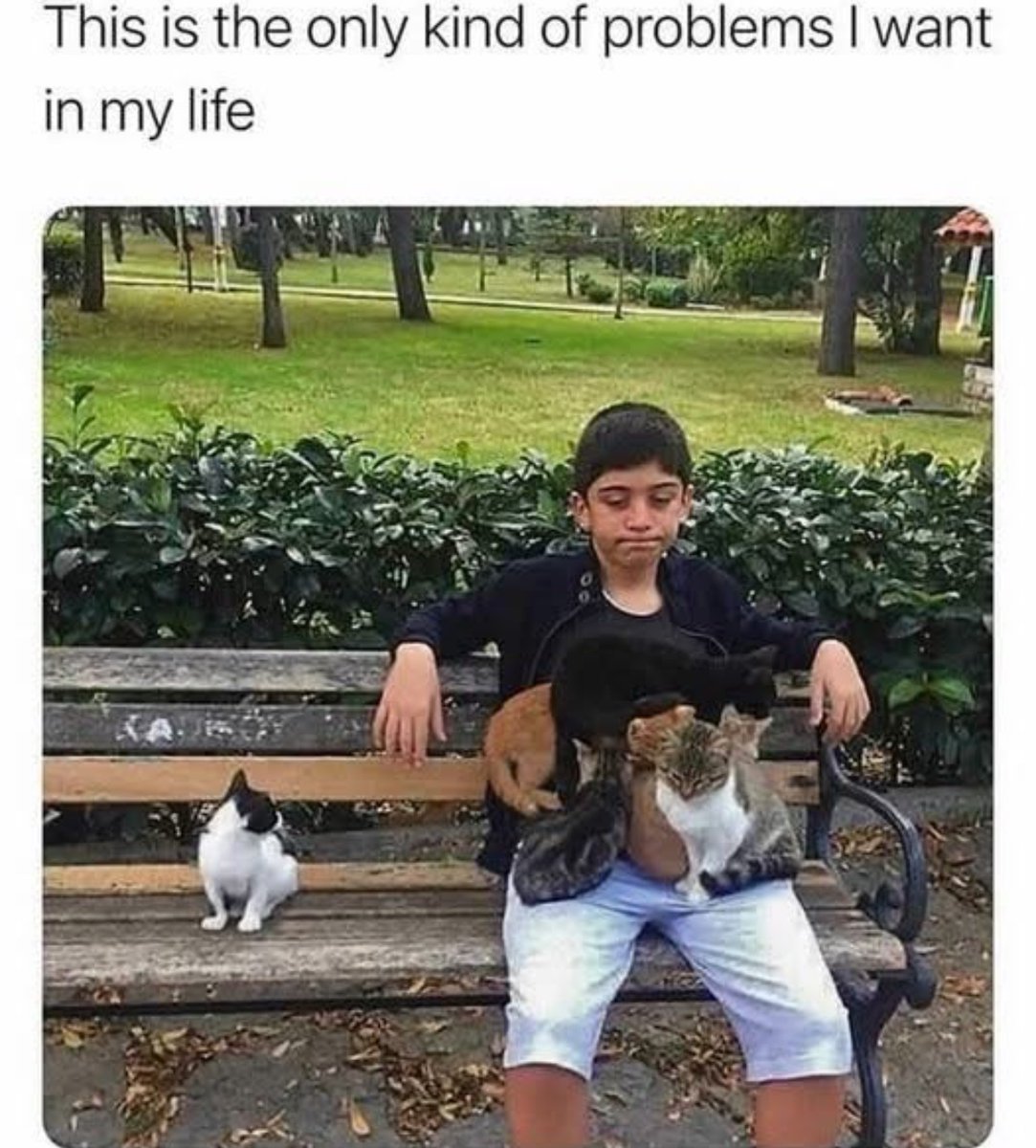 Respectful Memes tweet media