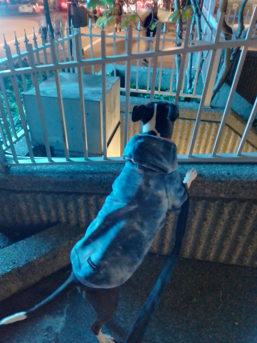LebrockTony's tweet photo. Madams Checking The🚍🛑!!
💙🐾💙💙😎👑🫰💙💙🐾💙
#dogwaiting #dogsonx #dogx #stress #StresswiththeStars #staffys #dogsofx #dogsdogs #dogsoftwitter #petwalking #dogsontwitter #doghoodie
#MadamRiley https://t.co/3psvNoaKWN