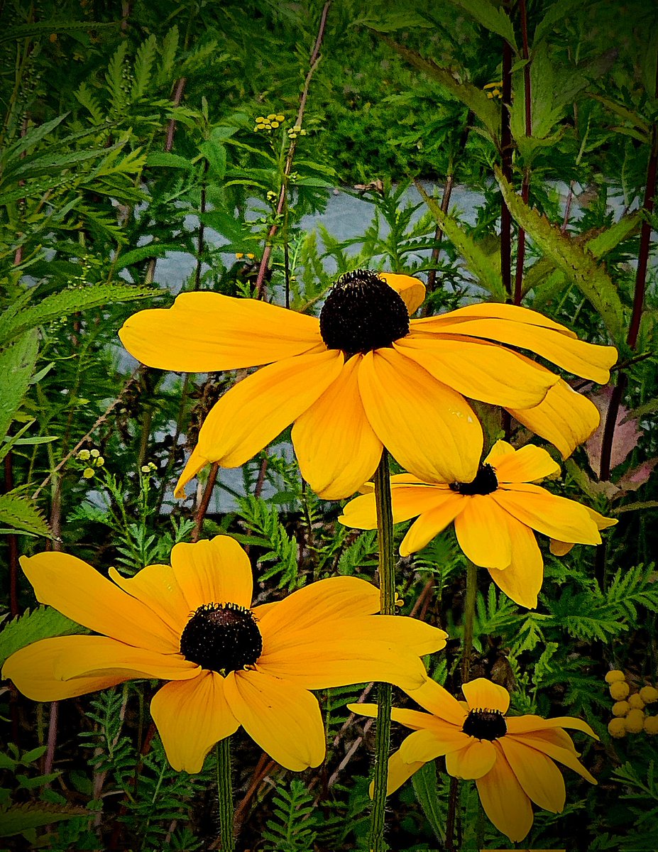 #SundayYellow 🌼🌿
#NatureBeauty